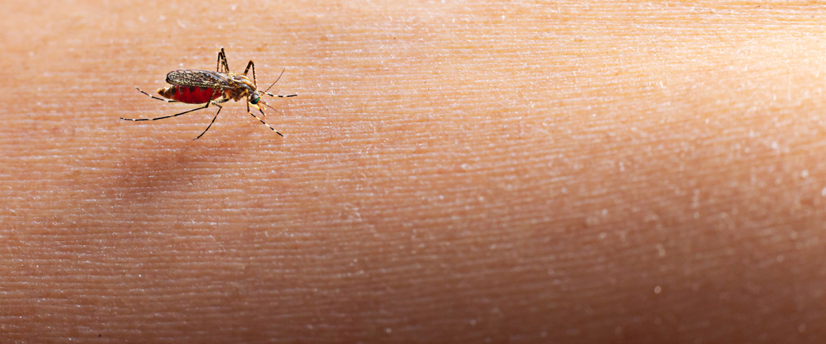 desinsectación mosquitos | Control de Plagas