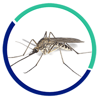 desinsectación mosquitos | Control de Plagas