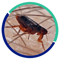 desinsectación pulgas y garrapatas | Control de Plagas