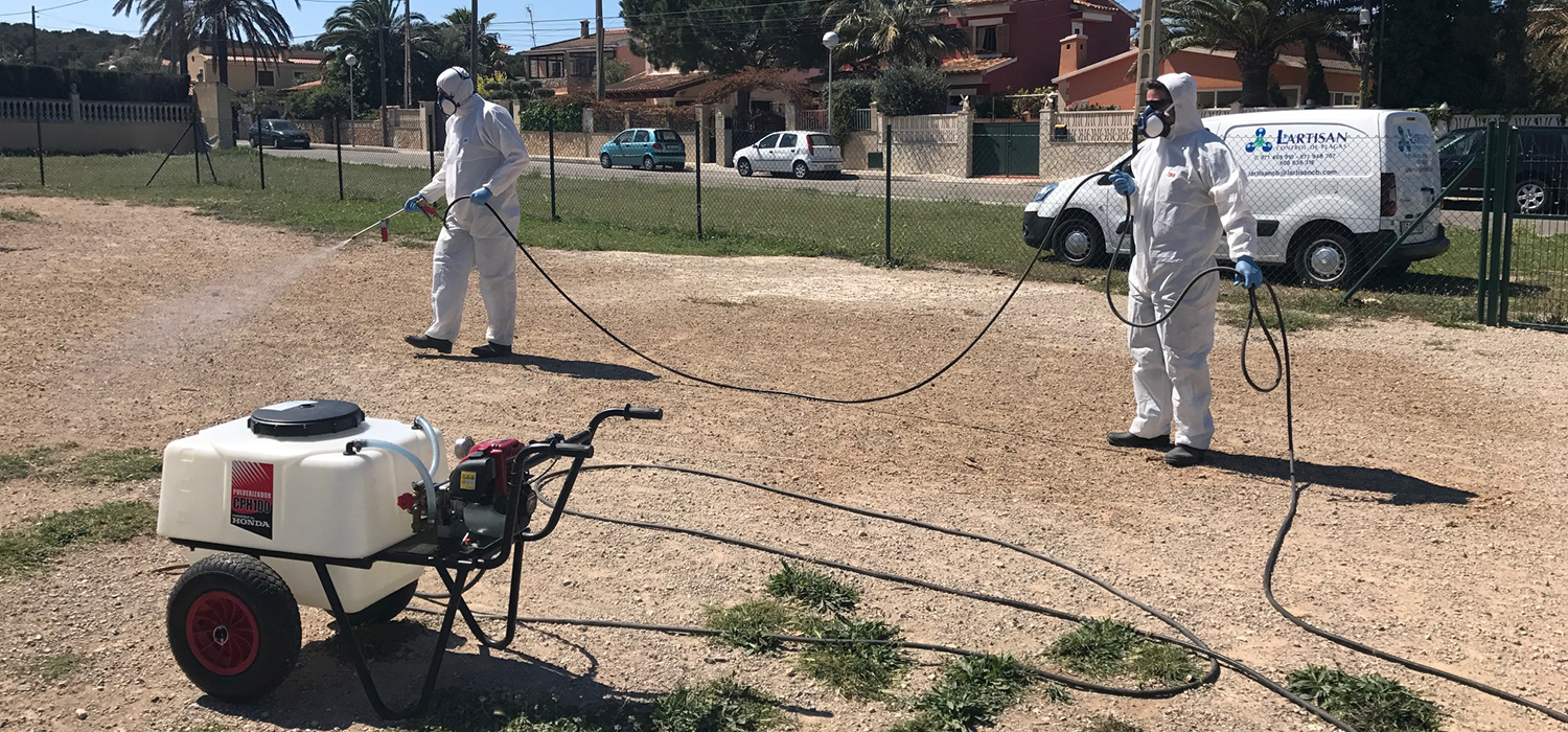 Eliminar termitas en Palma de Mallorca | L'Artisan | Control de Plagas