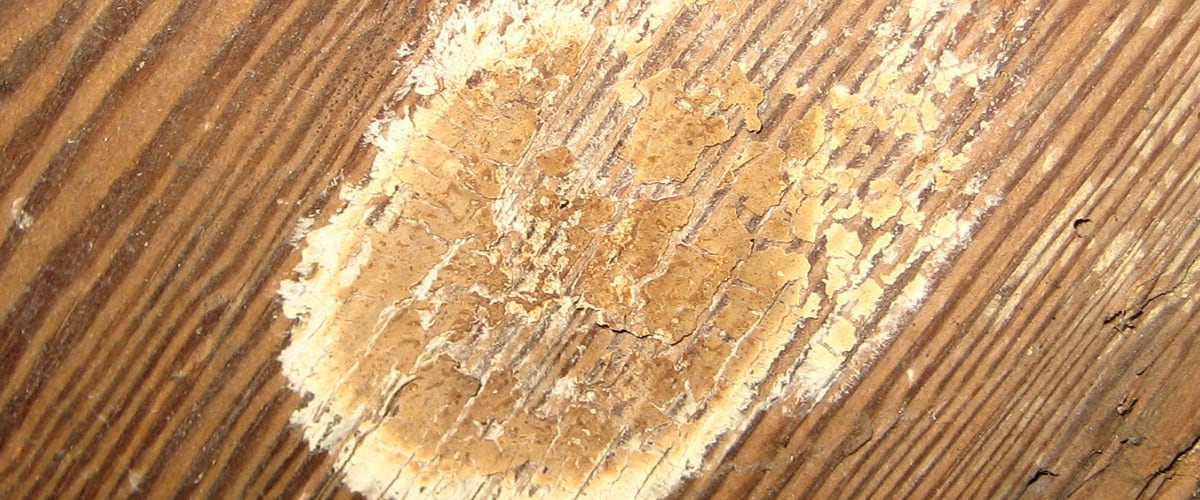 tratamiento hongos madera | Control de Plagas